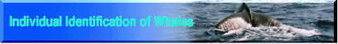 How to recognize a whale  